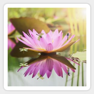 Water Lily Lotus with Dragonflies Reflection Sticker